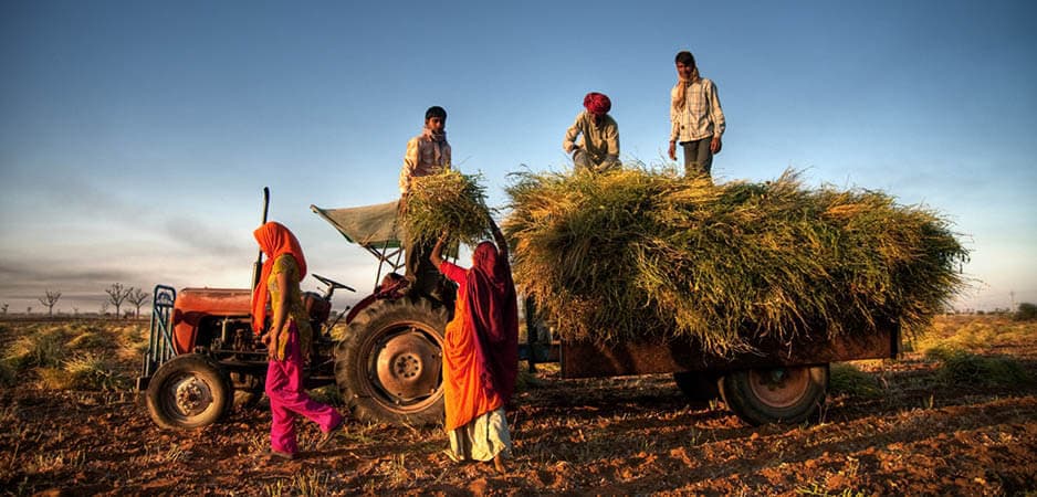 बिहार : लौट रहे प्रवासियों के स्थायी रोजगार के लिए वरदान साबित हो सकती है कृषि