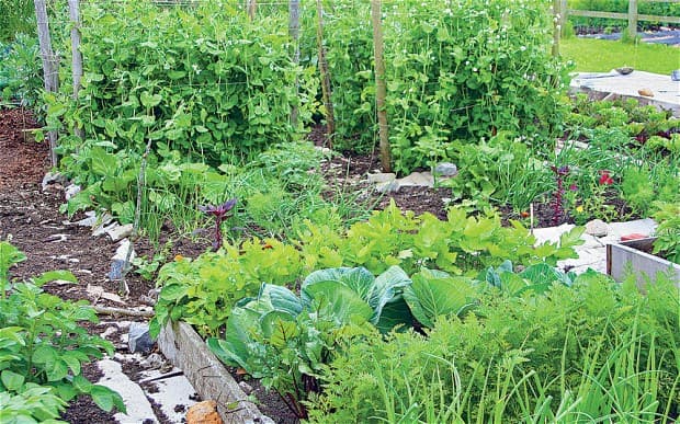 20 वर्ग फुट के किचेन गार्डन में उपजायें सालभर की सब्जी