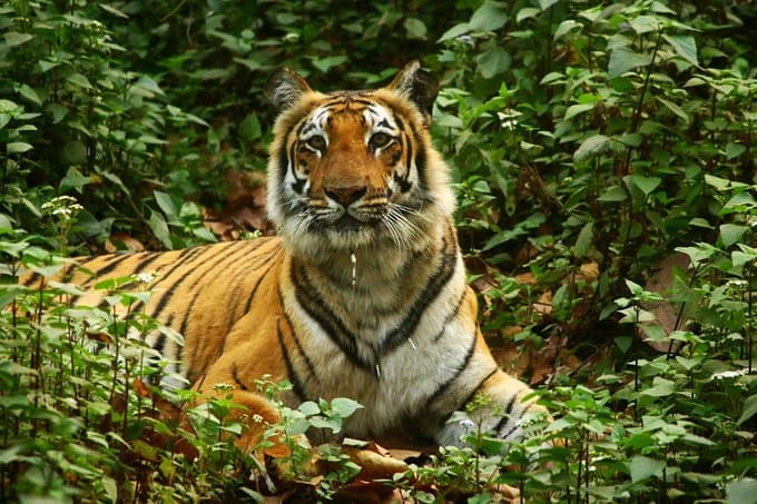 New Jim Corbett: यूपी में न्यू जिम कॉर्बेट बनाएगी योगी सरकार, बिजनौर के अमानगढ़ जंगल में बनेगा टाइगर सफारी New Jim Corbett: यूपी में न्यू जिम कॉर्बेट बनाएगी योगी सरकार, बिजनौर के अमानगढ़ जंगल में बनेगा टाइगर सफारी