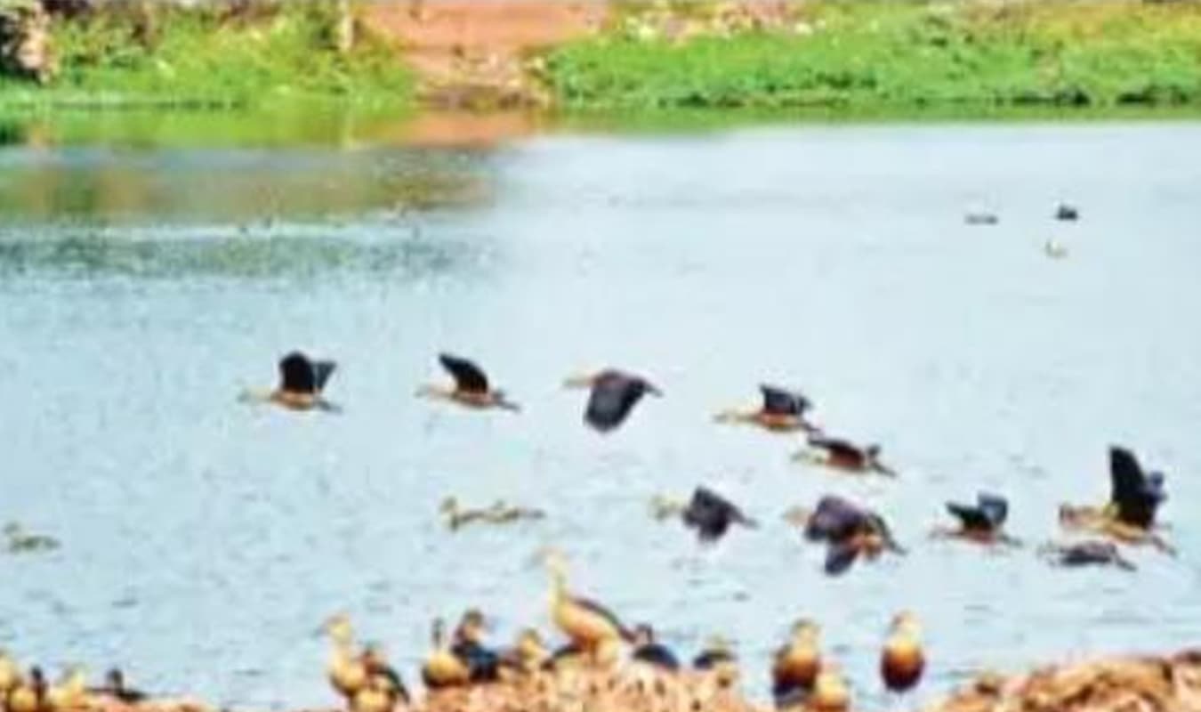 पक्षियों की मौत की हो पड़ताल