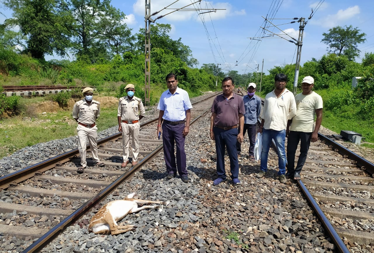 Indian Railways News: पलामू टाइगर रिजर्व में मालगाड़ी से कटकर नवजात सहित 5 हिरण की मौत Indian Railways News: पलामू टाइगर रिजर्व में मालगाड़ी से कटकर नवजात सहित 5 हिरण की मौत