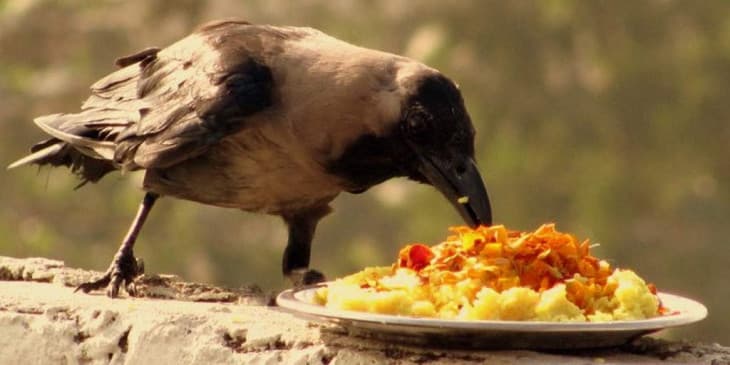 Pitru Paksha 2022 : आपके घर भी हो रही ऐसी घटनाएं तो समझें मृत पूर्वज हैं नाराज, ना करें नजरअंदाज Pitru Paksha 2022 : आपके घर भी हो रही ऐसी घटनाएं तो समझें मृत पूर्वज हैं नाराज, ना करें नजरअंदाज