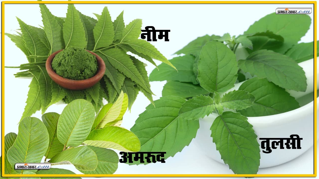 नीम, तुलसी व अमरूद की पत्तियां चबाएं, लाखों की दवा से छुटकारा पाएं नीम, तुलसी व अमरूद की पत्तियां चबाएं, लाखों की दवा से छुटकारा पाएं
