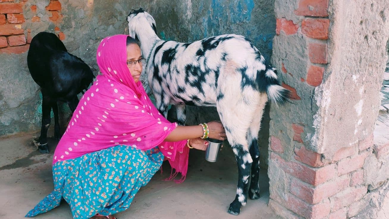 UP News: अलीगढ़ में 400 रुपये लीटर बिक रहा बकरी का दूध, जानें वजह UP News: अलीगढ़ में 400 रुपये लीटर बिक रहा बकरी का दूध, जानें वजह