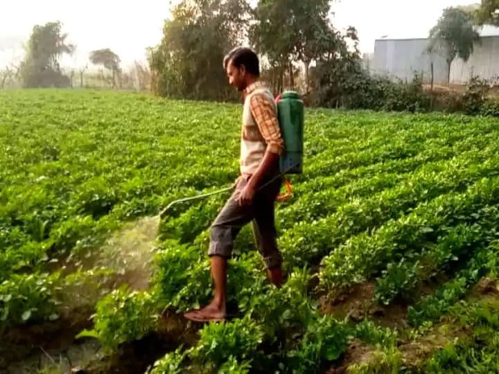 Khet Khalihan ki khabar: सर्दी और शीतलहर से बचाने के लिए किसान आलू को पिला रहे देसी शराब Khet Khalihan ki khabar: सर्दी और शीतलहर से बचाने के लिए किसान आलू को पिला रहे देसी शराब