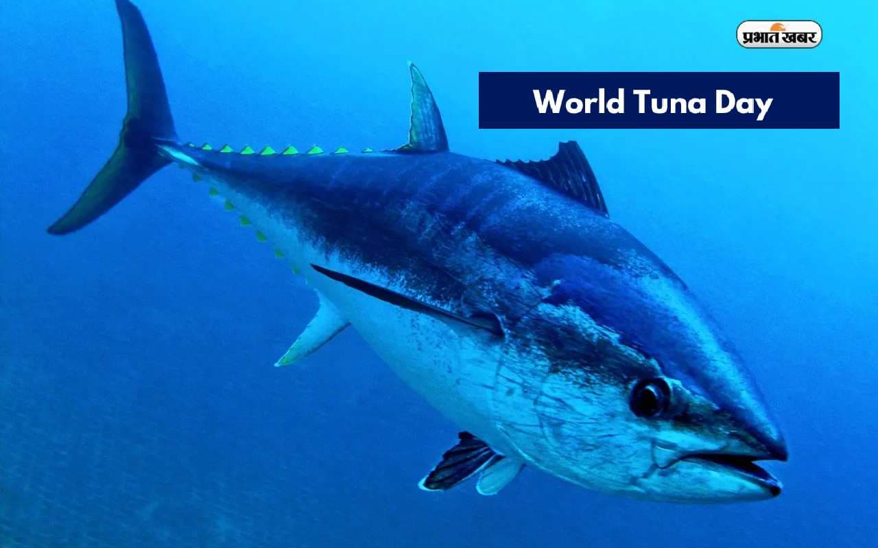 World Tuna Day 2023: विश्व टूना दिवस आज, विश्व भर में 40 से भी ज्यादा प्रजातियां शामिल World Tuna Day 2023: विश्व टूना दिवस आज, विश्व भर में 40 से भी ज्यादा प्रजातियां शामिल