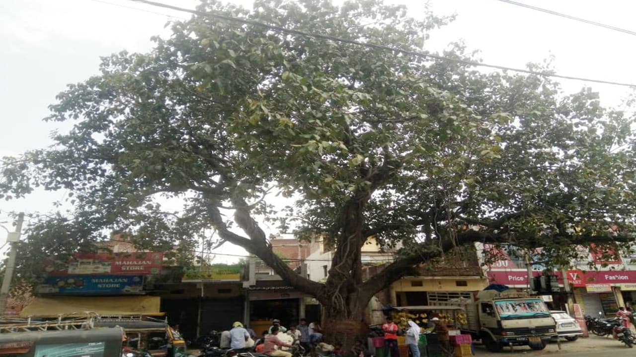 बिहार में 50 साल से अधिक उम्र वाले वृक्षों का DM करेंगे संरक्षण, मुख्य सचिव ने पत्र जारी कर दिया निर्देश बिहार में 50 साल से अधिक उम्र वाले वृक्षों का DM करेंगे संरक्षण, मुख्य सचिव ने पत्र जारी कर दिया निर्देश