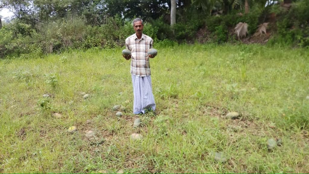 Cultivation Of Watermelon In Jharkhand : कोरोना काल में लाखों रुपये का तरबूज खेत में हो रहा खराब, तरबूज की कमाई से बेटी को पढ़ाने का सपना कैसे होगा पूरा, पढ़िए क्या है किसान की पीड़ा Cultivation Of Watermelon In Jharkhand : कोरोना काल में लाखों रुपये का तरबूज खेत में हो रहा खराब, तरबूज की कमाई से बेटी को पढ़ाने का सपना कैसे होगा पूरा, पढ़िए क्या है किसान की पीड़ा