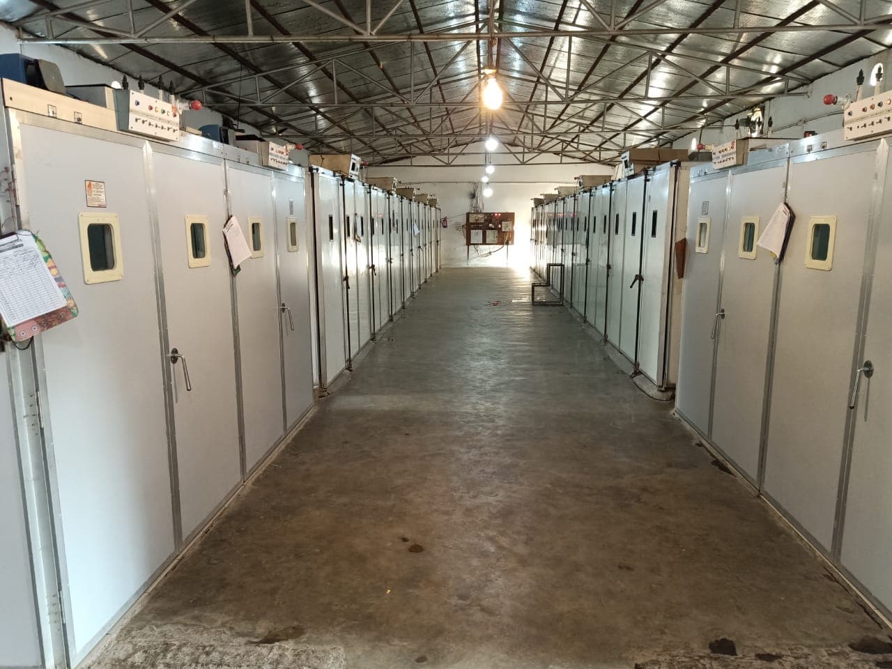 Lockdown Effect: हजारीबाग में पोल्ट्री उद्योग का 100 करोड़ से अधिक का कारोबार प्रभावित, 10 हजार श्रमिक बेरोजगार