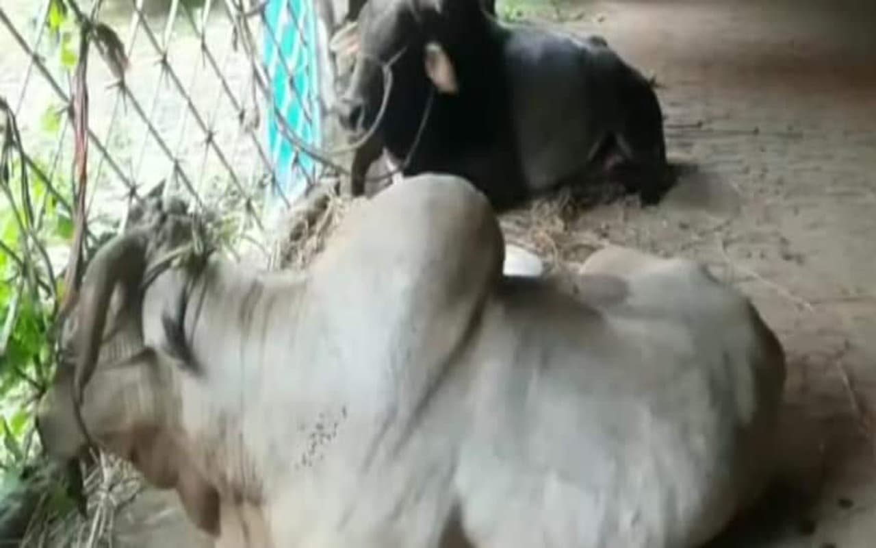 West Bengal: गौ तस्करी मामले को लेकर बर्दवान पुलिस ने की कार्रवाई, 78 गाय समेत तीन तस्कर गिरफ्तार West Bengal: गौ तस्करी मामले को लेकर बर्दवान पुलिस ने की कार्रवाई, 78 गाय समेत तीन तस्कर गिरफ्तार
