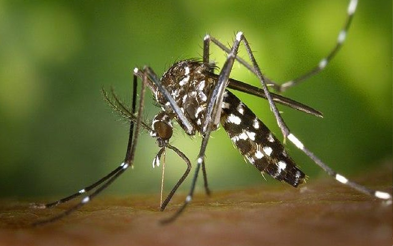 Dengue : बंगाल में 24 घंटे में डेंगू से फिर तीन की मौत, महानगर में एक सप्ताह में 1276 लोग हुए डेंगू के शिकार