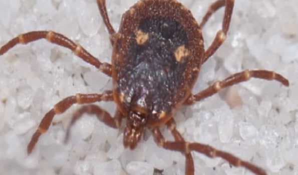 Scrub Typhus: यूपी में रहस्यमयी बुखार से जा रही है लोगों की जान, जानें क्या है ये बीमारी और इसका इलाज Scrub Typhus: यूपी में रहस्यमयी बुखार से जा रही है लोगों की जान, जानें क्या है ये बीमारी और इसका इलाज