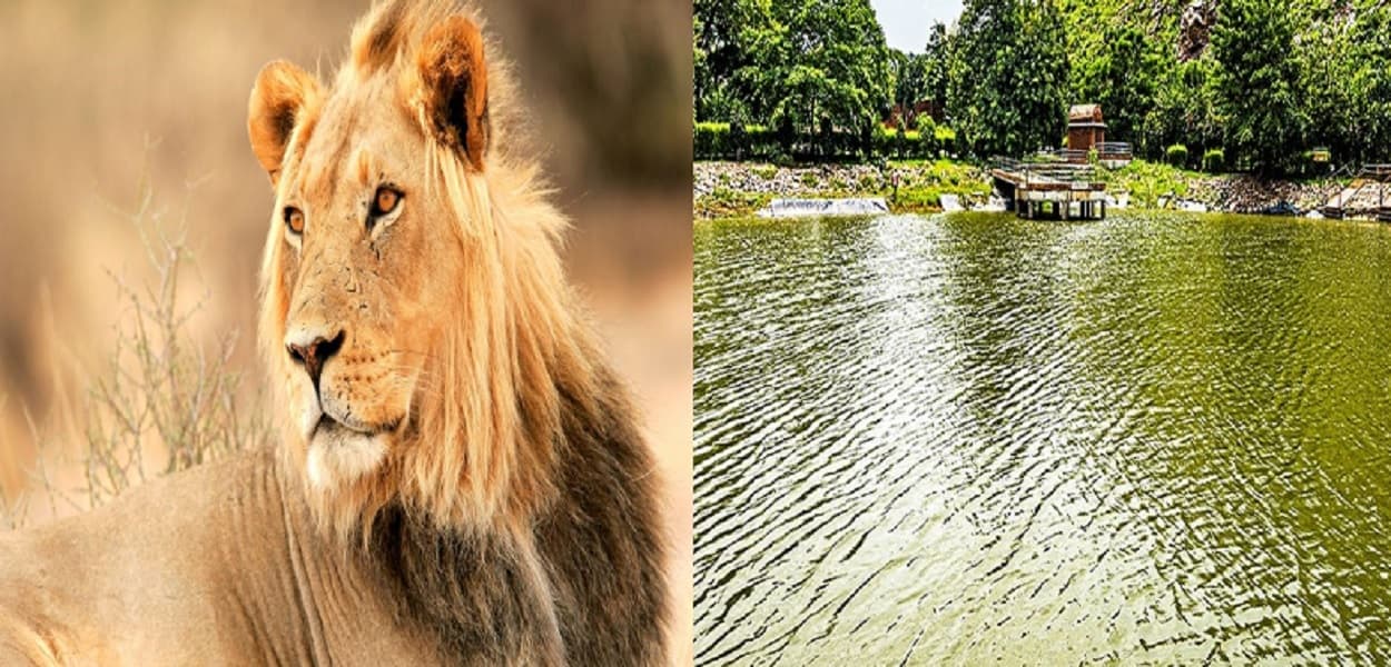 Bihar: गुजरात से मंगाए गए छह शेर, 600 रुपये में करें राजगीर, नालंदा और पावापुरी की सैर, जानें बुकिंग का तरीका Bihar: गुजरात से मंगाए गए छह शेर, 600 रुपये में करें राजगीर, नालंदा और पावापुरी की सैर, जानें बुकिंग का तरीका