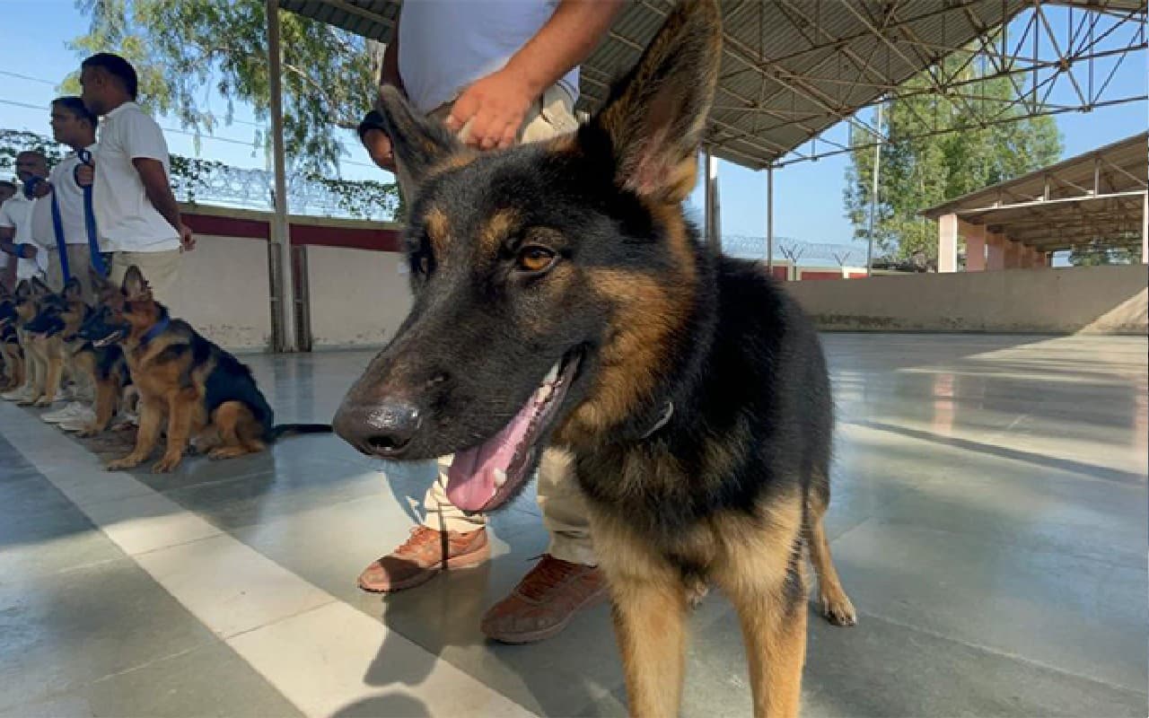 Cats and Dogs: कुनो में चीतों की रक्षा करेगा सुपर स्निफर डॉग स्क्वायड, इस तरह दी जा रही है ट्रेनिंग Cats and Dogs: कुनो में चीतों की रक्षा करेगा सुपर स्निफर डॉग स्क्वायड, इस तरह दी जा रही है ट्रेनिंग