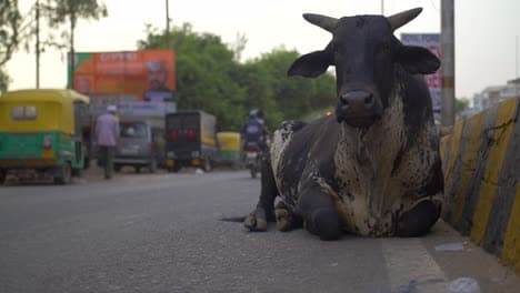 केरल में हथिनी फिर हिमाचल में गर्भवती गाय को खिलाया विस्फोटक, मालिक ने वायरल किया विडियो