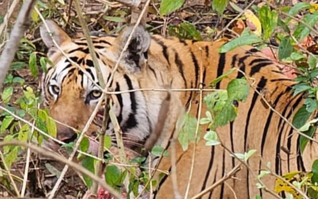 2 हजार किलोमीटर की दूरी तय कर ओडिशा पहुंचा रॉयल बंगाल टाइगर, ग्रामीणों में भय का माहौल