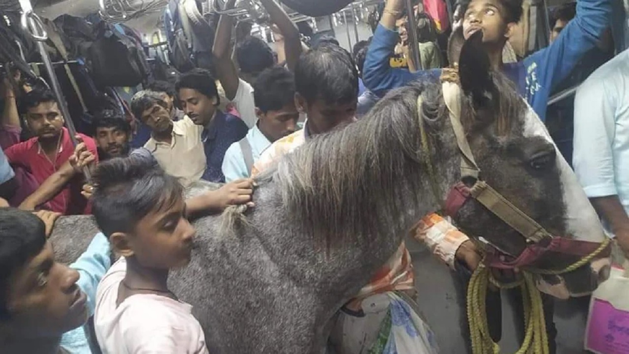 Indian Railways: ट्रेन में यात्रियों संग घोड़े ने किया सफर, वायरल हुई तस्वीर तो रेलवे ने दिए जांच के आदेश Indian Railways: ट्रेन में यात्रियों संग घोड़े ने किया सफर, वायरल हुई तस्वीर तो रेलवे ने दिए जांच के आदेश