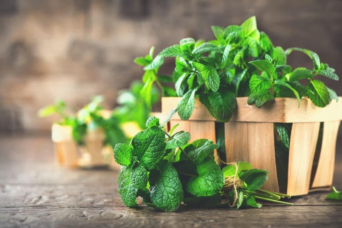 Benefits Of Mint: इन बीमारियों के लिए रामबाण है पुदीना, फायदे जान लेंगे तो आज से शुरू कर देंगे खाना Benefits Of Mint: इन बीमारियों के लिए रामबाण है पुदीना, फायदे जान लेंगे तो आज से शुरू कर देंगे खाना
