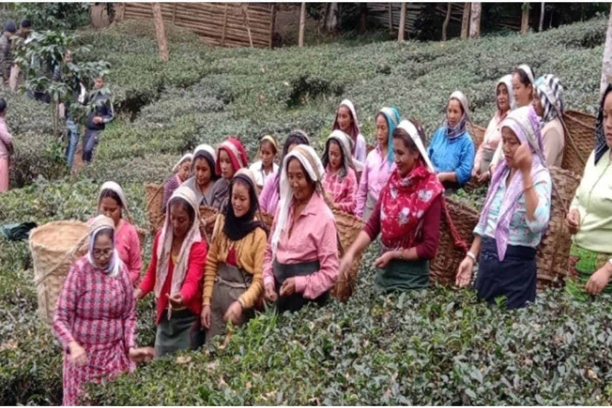 WB News : कर्सियांग के चाय बागान में ममता बनर्जी का दिखा अलग रुप, महिला श्रमिकों के साथ तोड़ी चाय की पत्तियां