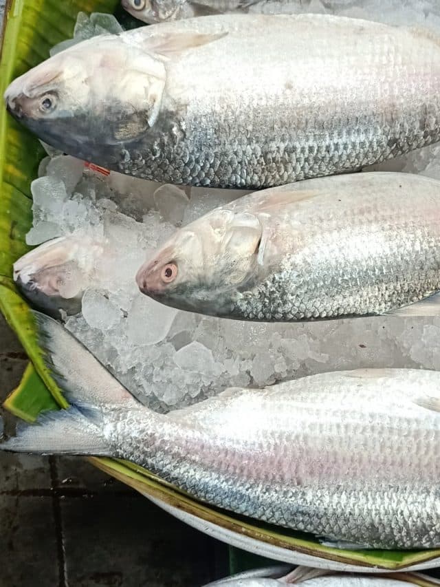 Recipe Tips: तो ऐसे बनती है बंगालियों की पसंदीदा भापा इलिश मछली, आप भी जानें