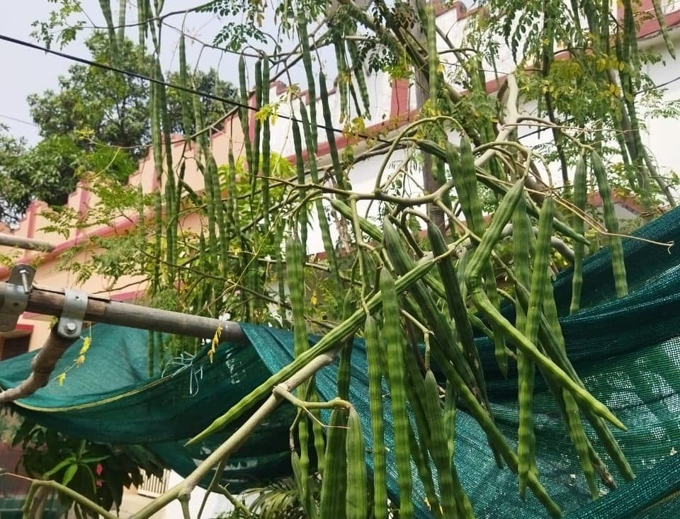 भागलपुर में 365 दिनी सहजन की खेती शुरू, किसानों को मिल रहा है बढ़ावा