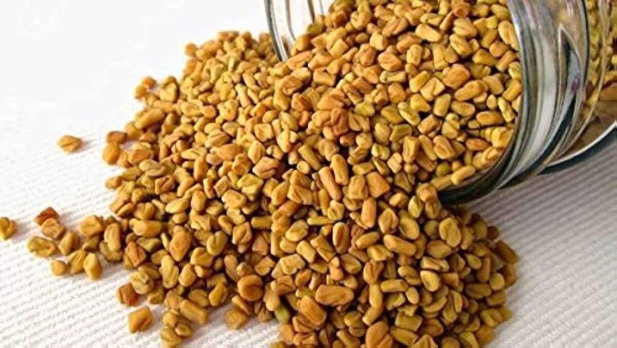 fenugreek seeds fenugreek seeds