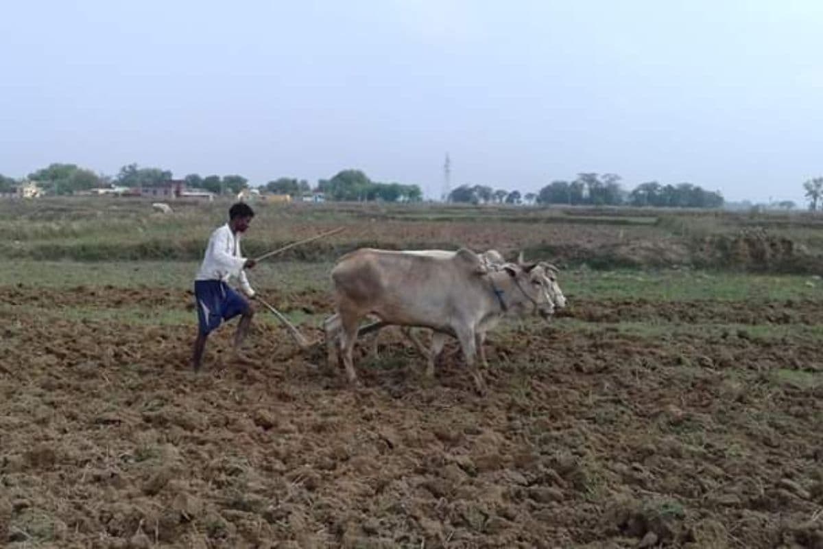 Jharkhand Weather: सरायकेला में खेती का काम धीमा, मॉनसून की बारिश के बावजूद केवल 12 फीसदी किसानों ने डाला बीज Jharkhand Weather: सरायकेला में खेती का काम धीमा, मॉनसून की बारिश के बावजूद केवल 12 फीसदी किसानों ने डाला बीज