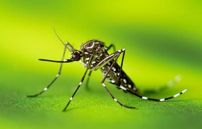 World Mosquito Day 2024 World Mosquito Day 2024
