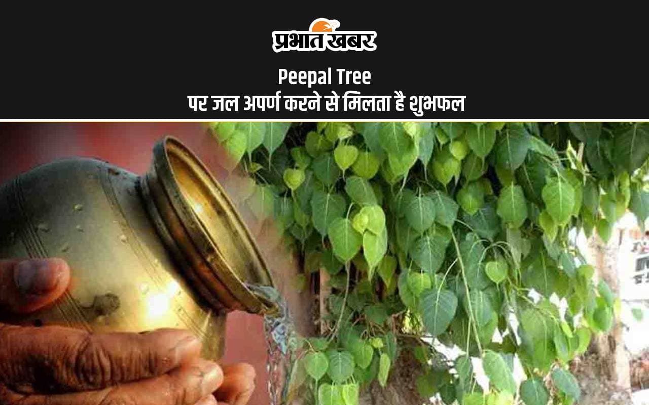 Peepal Tree: पीपल के पेड़ में जल चढ़ाने की विधि से मिलेगा मन की शांति Peepal Tree: पीपल के पेड़ में जल चढ़ाने की विधि से मिलेगा मन की शांति