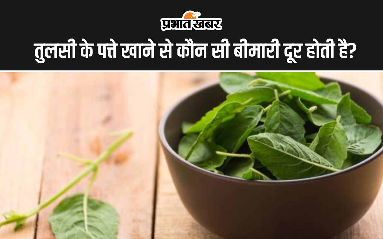 Tulsi Leaves Benefits: तुलसी के पत्ते खाने से कौन सी बीमारी दूर होती है?