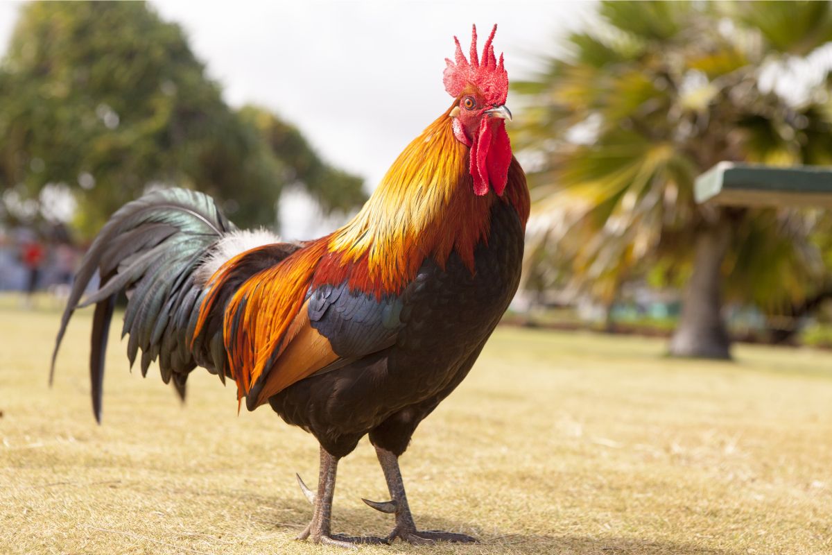 Avian influenza: एवियन इन्फ्लूएंजा के लक्षण और उपचार विकल्प