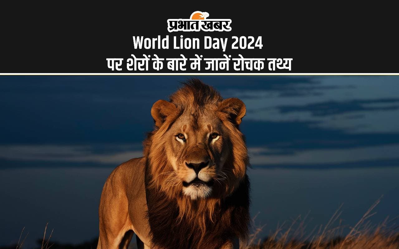 World Lion Day 2024: आज विश्व शेर दिवस पर जानें इस दिन का इतिहास, जानें जंगल के राजा के बारे में रोचक तथ्य World Lion Day 2024: आज विश्व शेर दिवस पर जानें इस दिन का इतिहास, जानें जंगल के राजा के बारे में रोचक तथ्य