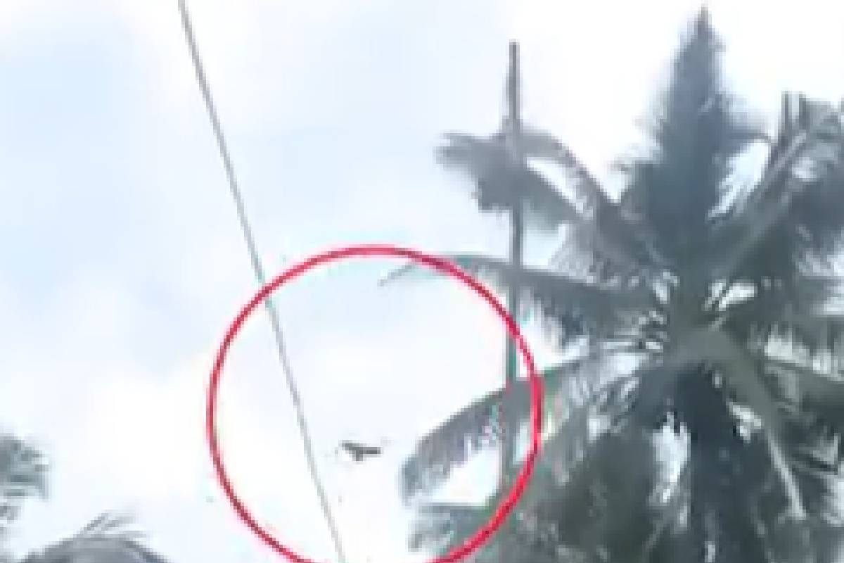 Viral Video: देशभक्त कौवा का कारनामा देखकर आप रह जाएंगे दंग Viral Video: देशभक्त कौवा का कारनामा देखकर आप रह जाएंगे दंग