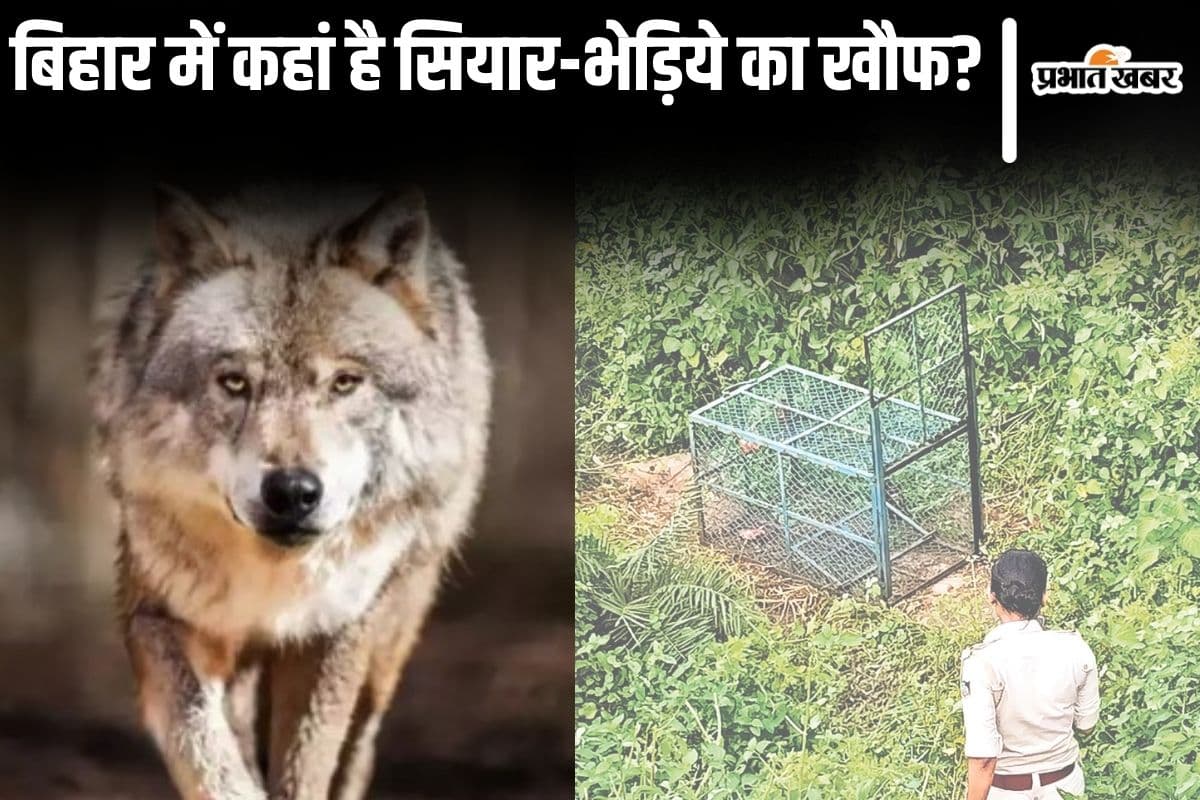 बिहार में कहीं भेड़िया तो कहीं सियार कर रहा हमला, लाठी-डंडा लेकर खुद पहरा दे रहे गांव के लोग बिहार में कहीं भेड़िया तो कहीं सियार कर रहा हमला, लाठी-डंडा लेकर खुद पहरा दे रहे गांव के लोग