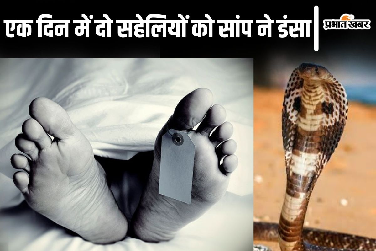 Snake News: बिहार में सांप के काटने से युवती की मौत, देखने पहुंची सहेली को भी विषधर ने डंसा