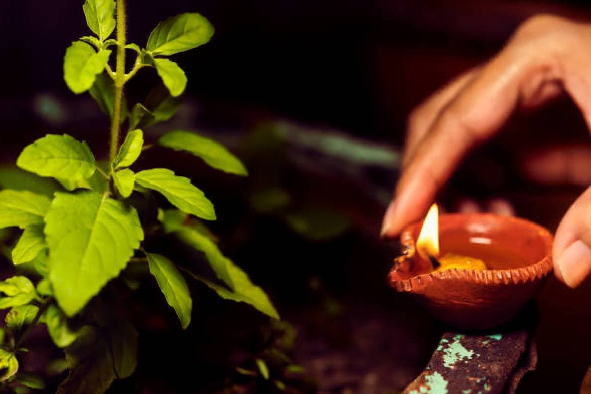 Jyotish Tips for tulsi plant Jyotish Tips for tulsi plant