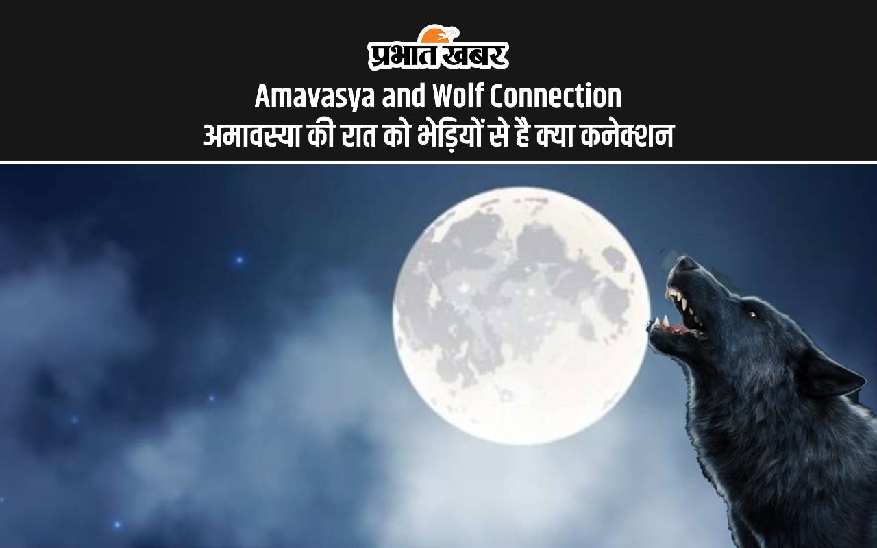 Somvati Amavasya 2024 Wolf Connection: आज है अमावस्या की रात, भेड़ियों का है क्या कनेक्शन, जानें मान्यता Somvati Amavasya 2024 Wolf Connection: आज है अमावस्या की रात, भेड़ियों का है क्या कनेक्शन, जानें मान्यता