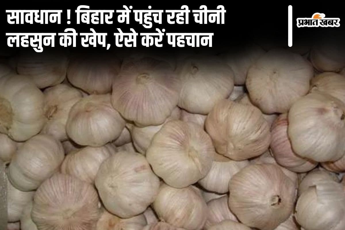 बिहार में पहुंच रही चीनी लहसुन की खेप, खरीदारी में बरतें सावधानी, स्वास्थ्य के लिए है हानिकारक, ऐसे करें पहचान
