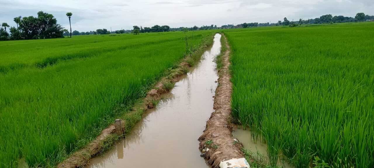 धान फसल पर मुसलाधार अमृत वर्षा, किसानों में उल्लास का वातावरण