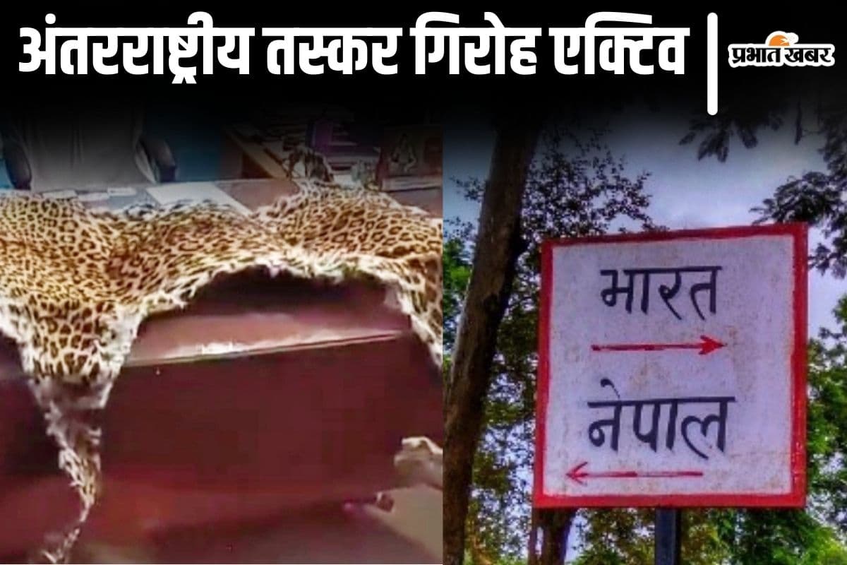 बाघ और तेंदुए को मारकर बिहार-नेपाल बॉर्डर के रास्ते चीन तक पहुंचाते हैं तस्कर, बड़ा गिरोह है सक्रिय