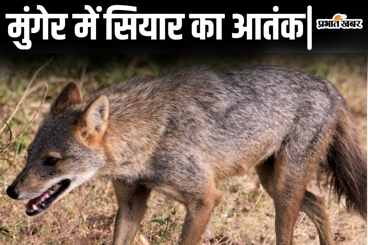 Bihar News: मुंगेर के इन गांवों में सियार मचा रहे आतंक, अकेला देखकर आंगन में घुसकर भी करता है हमला…