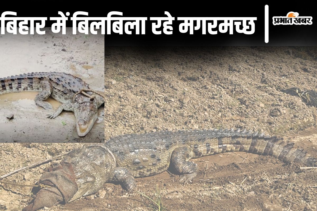 Bihar News: बिहार में बिलबिला रहे मगरमच्छ, इन दो जिलों में नदी-तालाब जाने से डरते हैं लोग…
