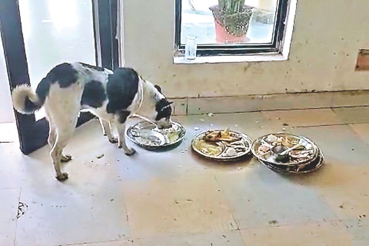dog licking plates used by sportspersons in jharkhand dog licking plates used by sportspersons in jharkhand