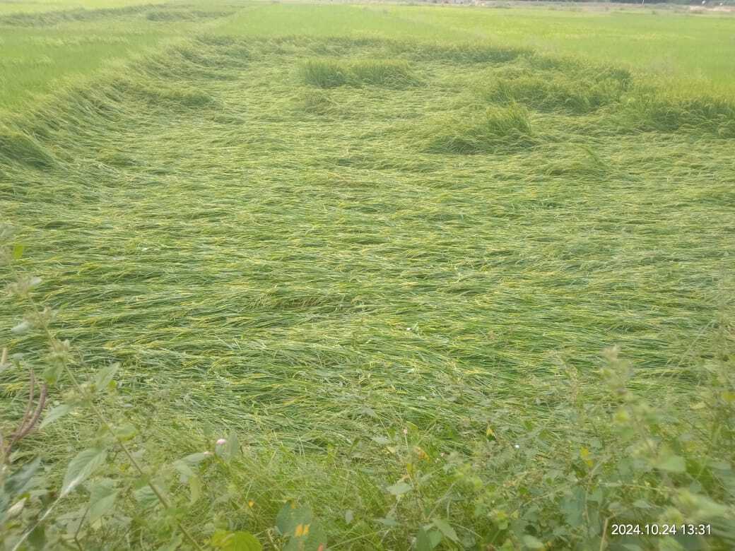 डाना का असर, तेज हवा और बारिश से धान फसल बर्बाद डाना का असर, तेज हवा और बारिश से धान फसल बर्बाद