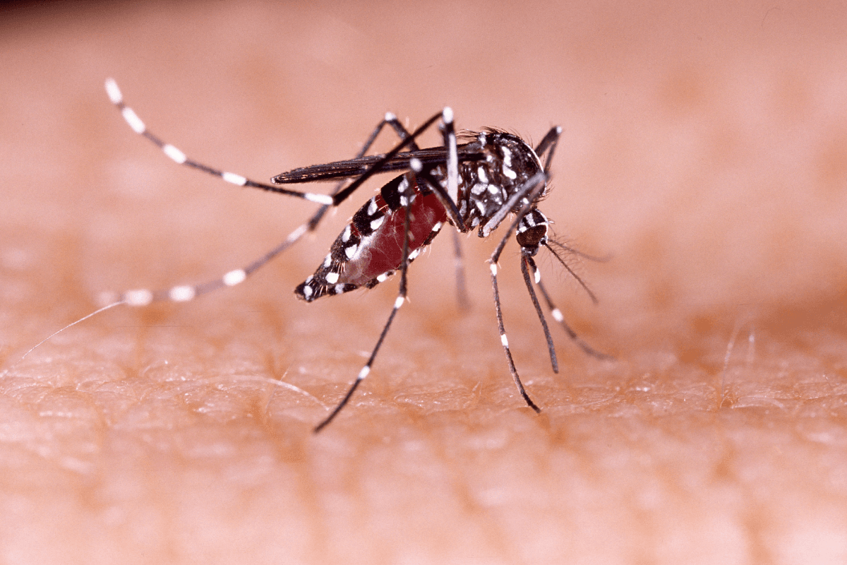 Kolkata Dengue News : त्योहारी मौसम में बढ़ रहा है डेंगू का प्रकोप