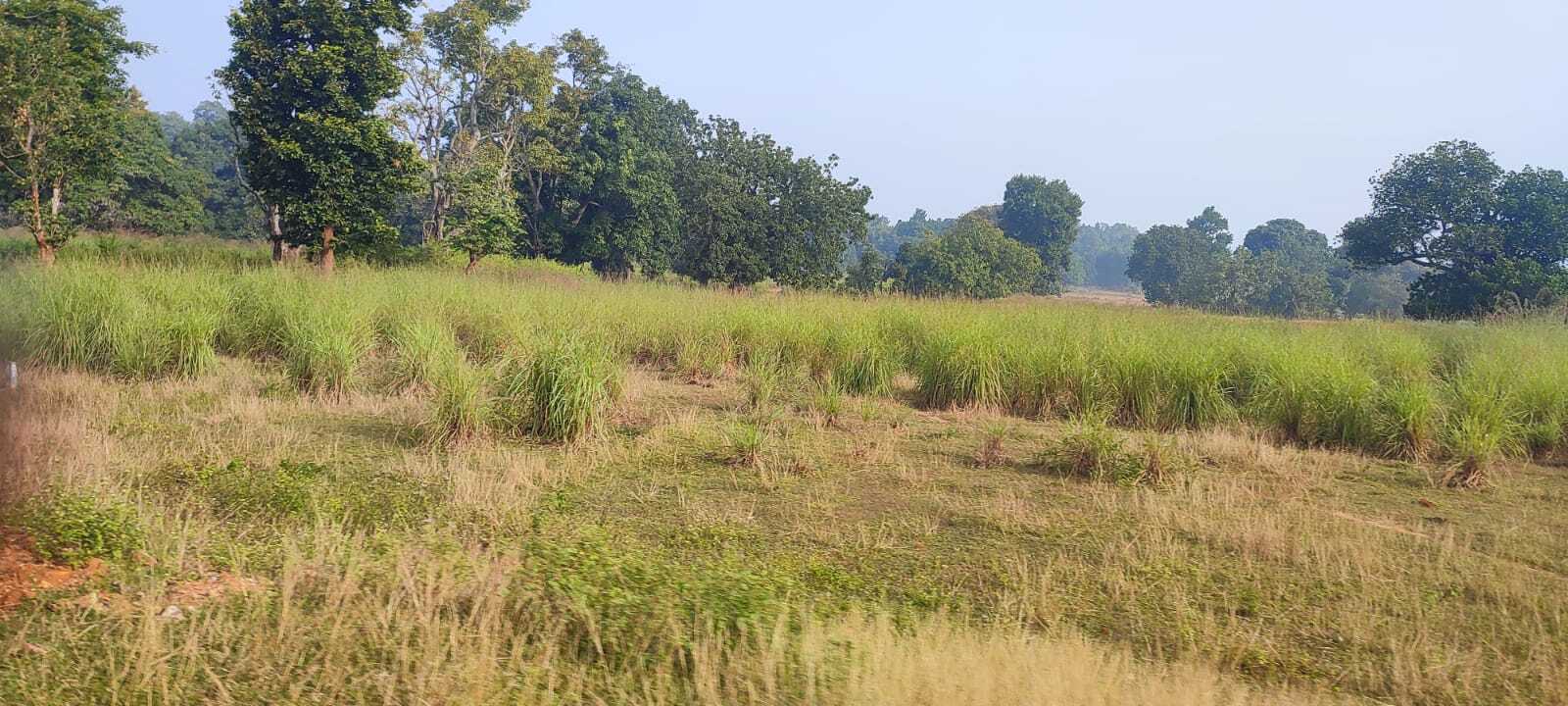 रनिया में लेमन ग्रास की खेती का नहीं मिल रहा लाभ