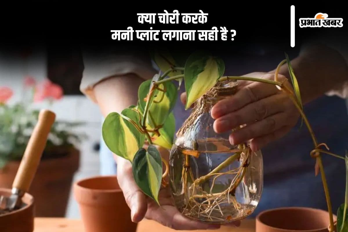 Vastu Tips stealing money plant is auspicious or not Vastu Tips stealing money plant is auspicious or not