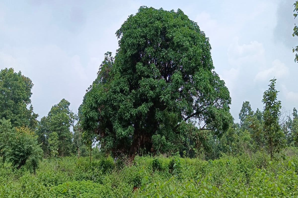 Jharkhand Village Story: झारखंड का एक गांव, जहां ढूंढने से भी कोई इंसान नहीं मिलता, कहां चला गया पूरा का पूरा गांव?