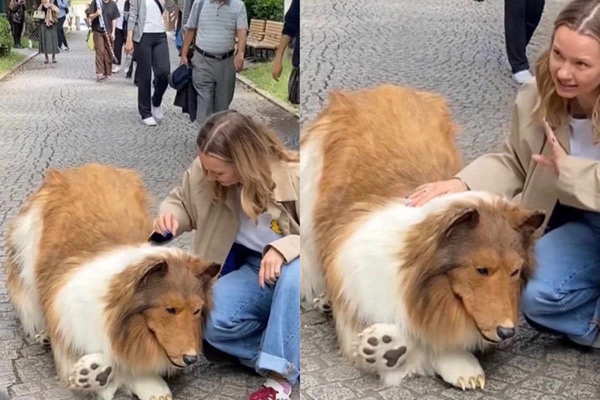 Viral video of man became dog by spending 12 lakh rupees Viral video of man became dog by spending 12 lakh rupees