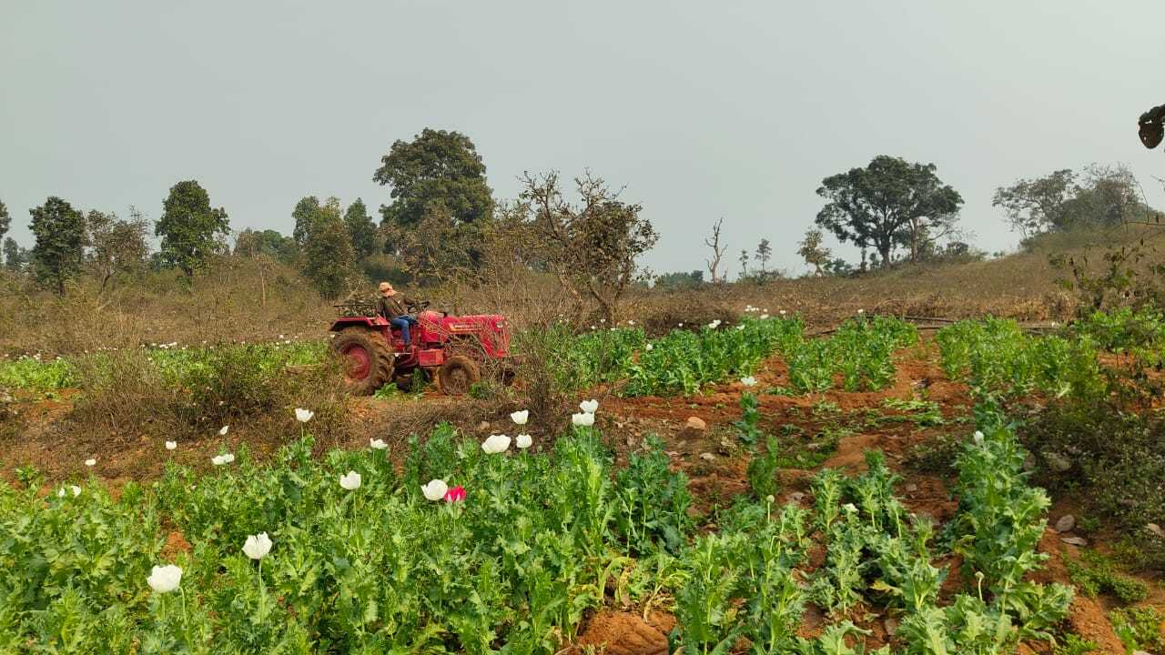150 एकड़ में अफीम की फसल की नष्ट